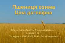 Продам пшеницю озиму врожаю 2025 року. Ціна договірна
