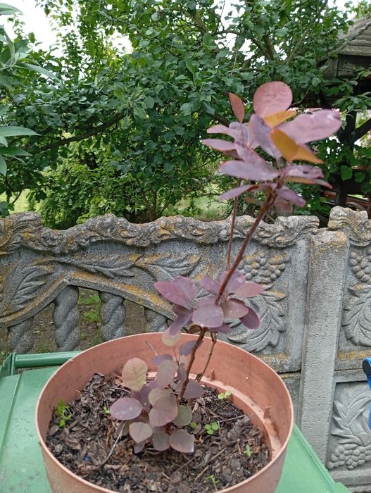 Sadzonka perukowca