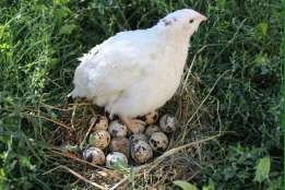 Инкубационное яйцо перепелов Техасец белый.