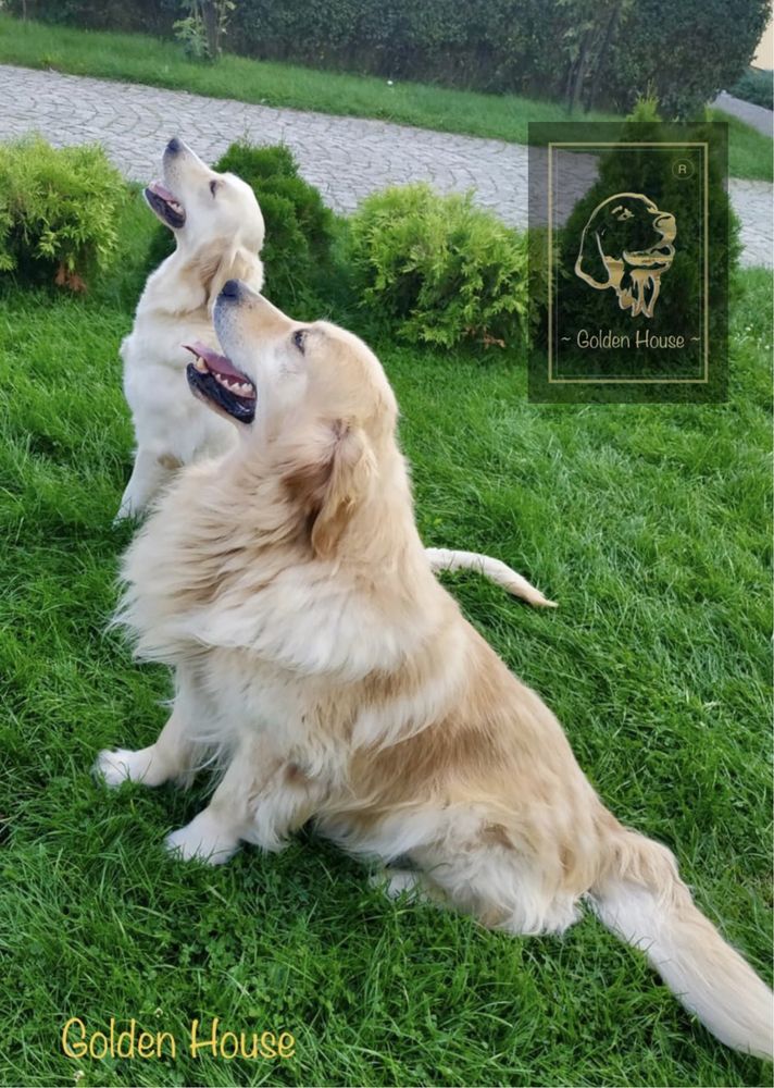 Piesek Golden Retriever rasowy REZERWACJA