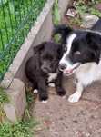 Mix border collie 2 miesięczna, adopcja