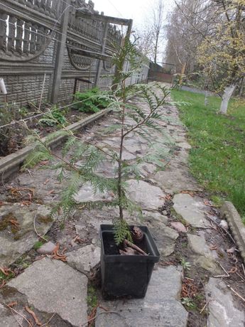 Tuja brabant sadzonki rosnące w doniczkach ok. 60 cm wysokości