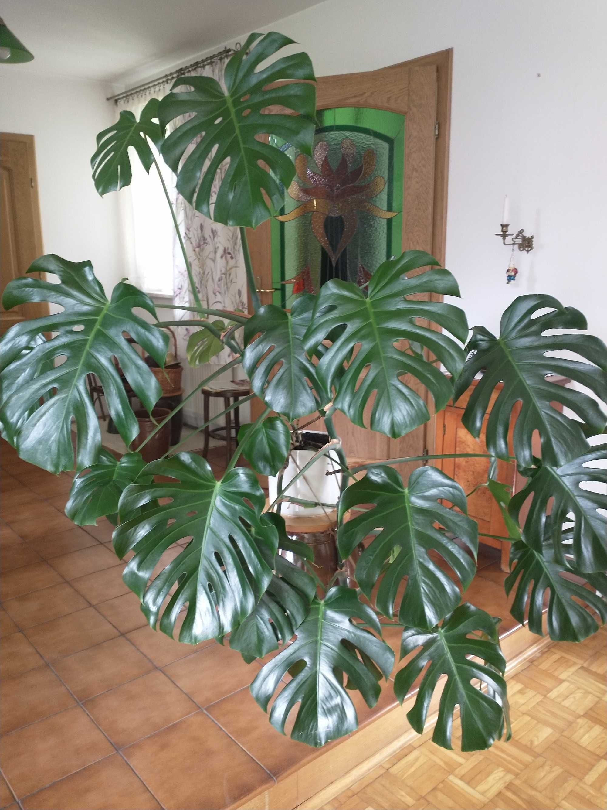 Rośliny doniczkowe - duża monstera