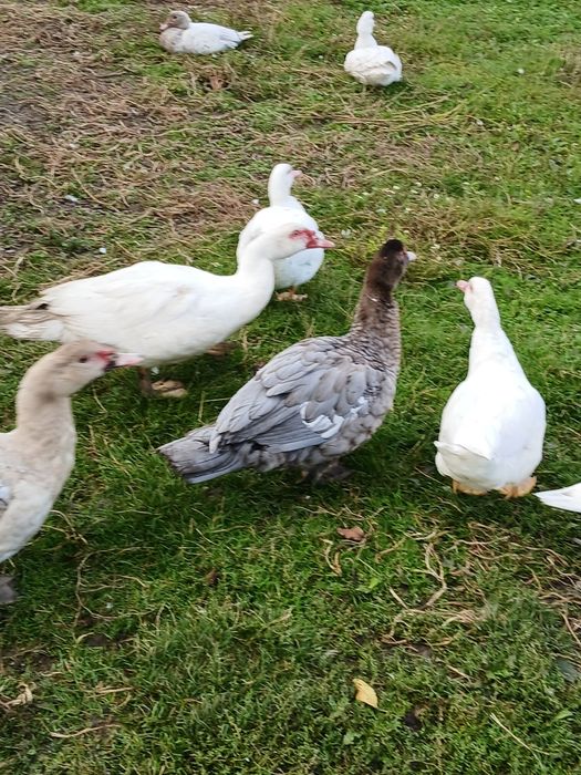 Продам мускусних качок(шипунів)