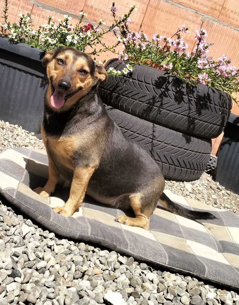 Iskierka - mała młoda suczka suka do adopcji w typie jamnik