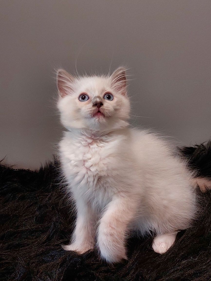 TELMA koteczka Ragdoll do rezerwacji