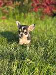 Chihuahua MINI MINI dziewczynka kolor husky