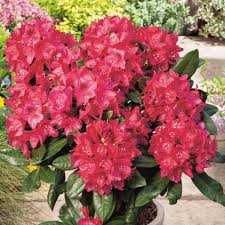 Rododendron 'Nova Zembla' - różanecznik cena 55 zł