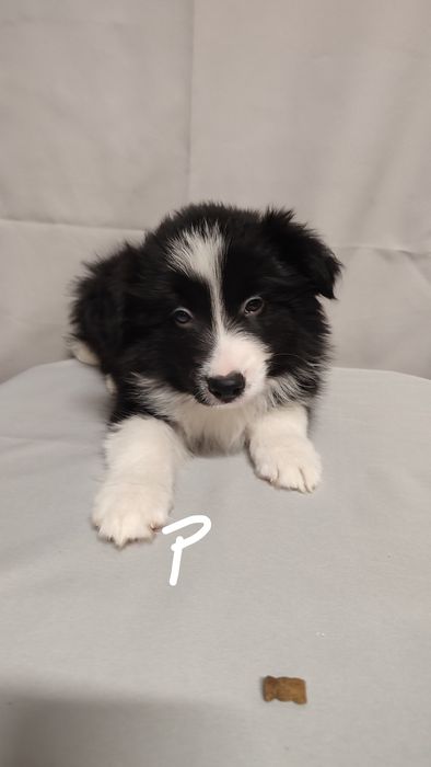 Szczeniak Border Collie