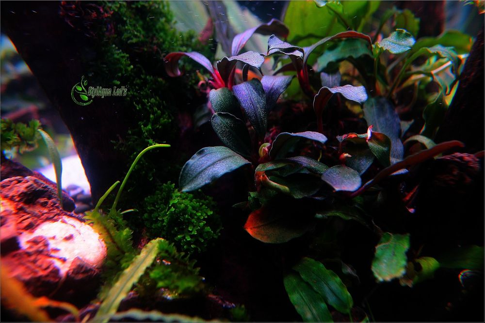 Akwarium Oświetlenie LED Projekt+Materiały