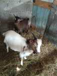 Casal de cabras anãs
