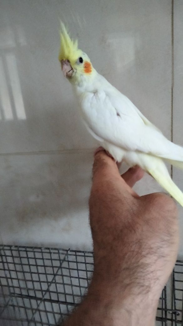 Caturras agapornis domesticados