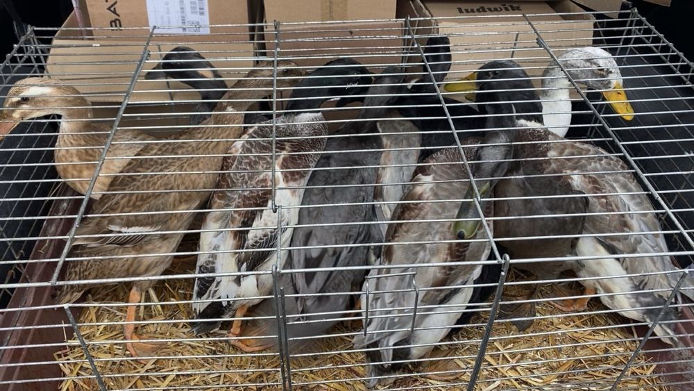 Biegusy indysjkie biegus indysjki pary kaczory