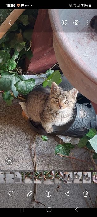 Oddam małe 3 koty i 3 kotki