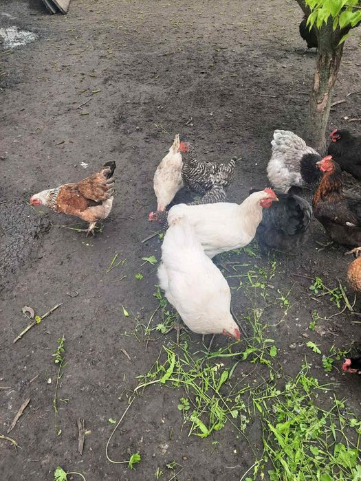 Продаю курчат яєчного напрямку! Є різного віку.Торг.опт.