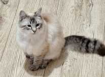 Kotka rasy Ragdoll
