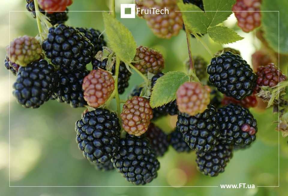 Сертифіковані саджанці ОЖИНИ (ін-вітро) від розсадника ФруТек