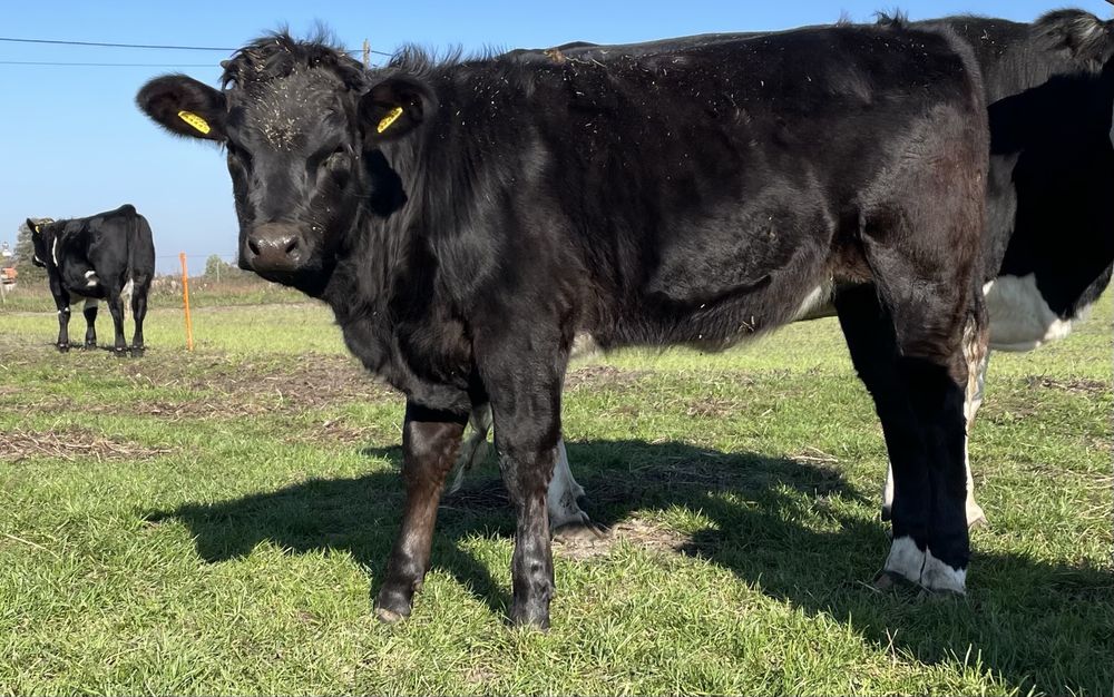 Odsady odsadki  6sztuk jałówki