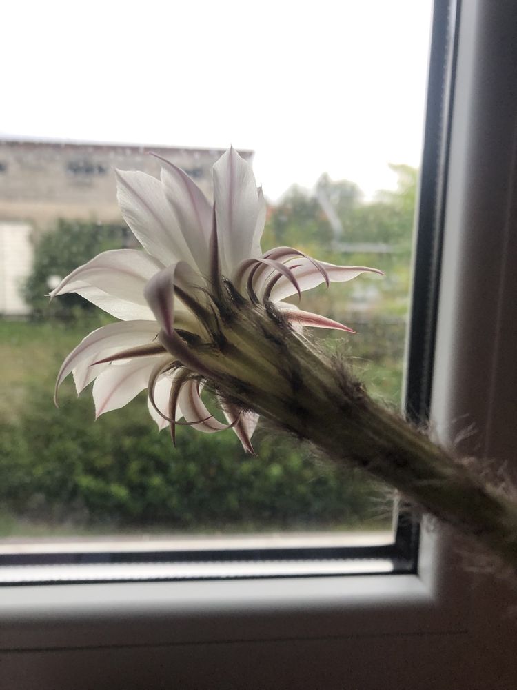 Kaktus mini mały kwitnący echinopsis