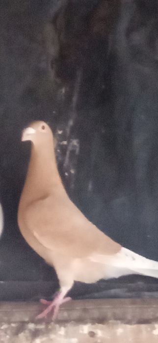 Gołębie pocztowe, żółte.