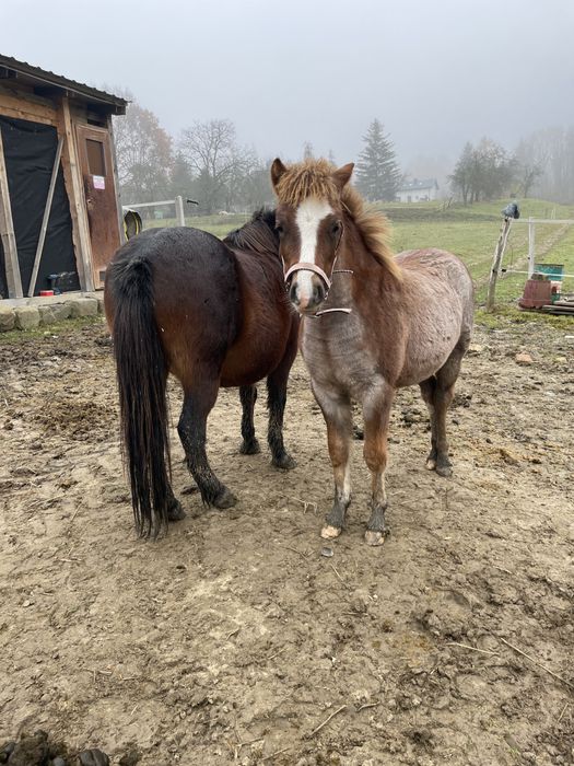 Kuc walijski klacz polski kuc wierzchowy
