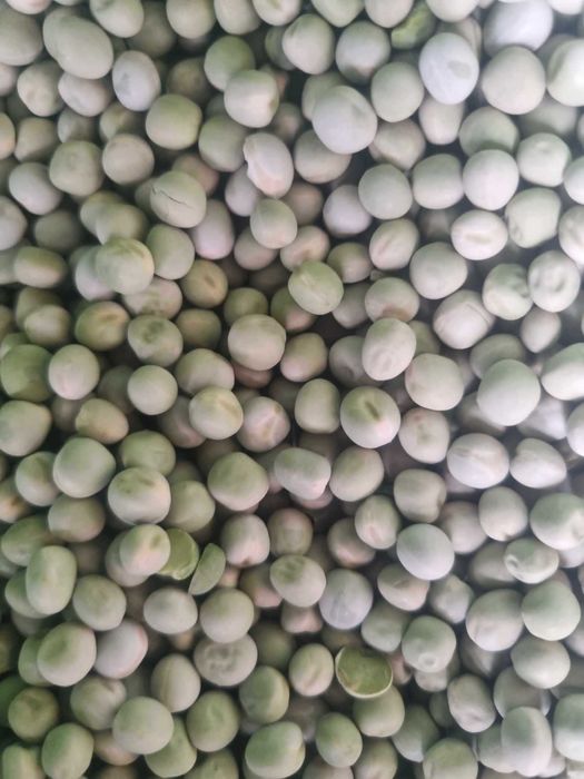 Ptasi groszek / zielony groch dla ptaków 25 kg