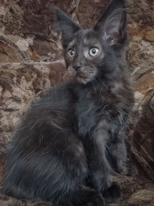 Czarny kocurek Maine Coon