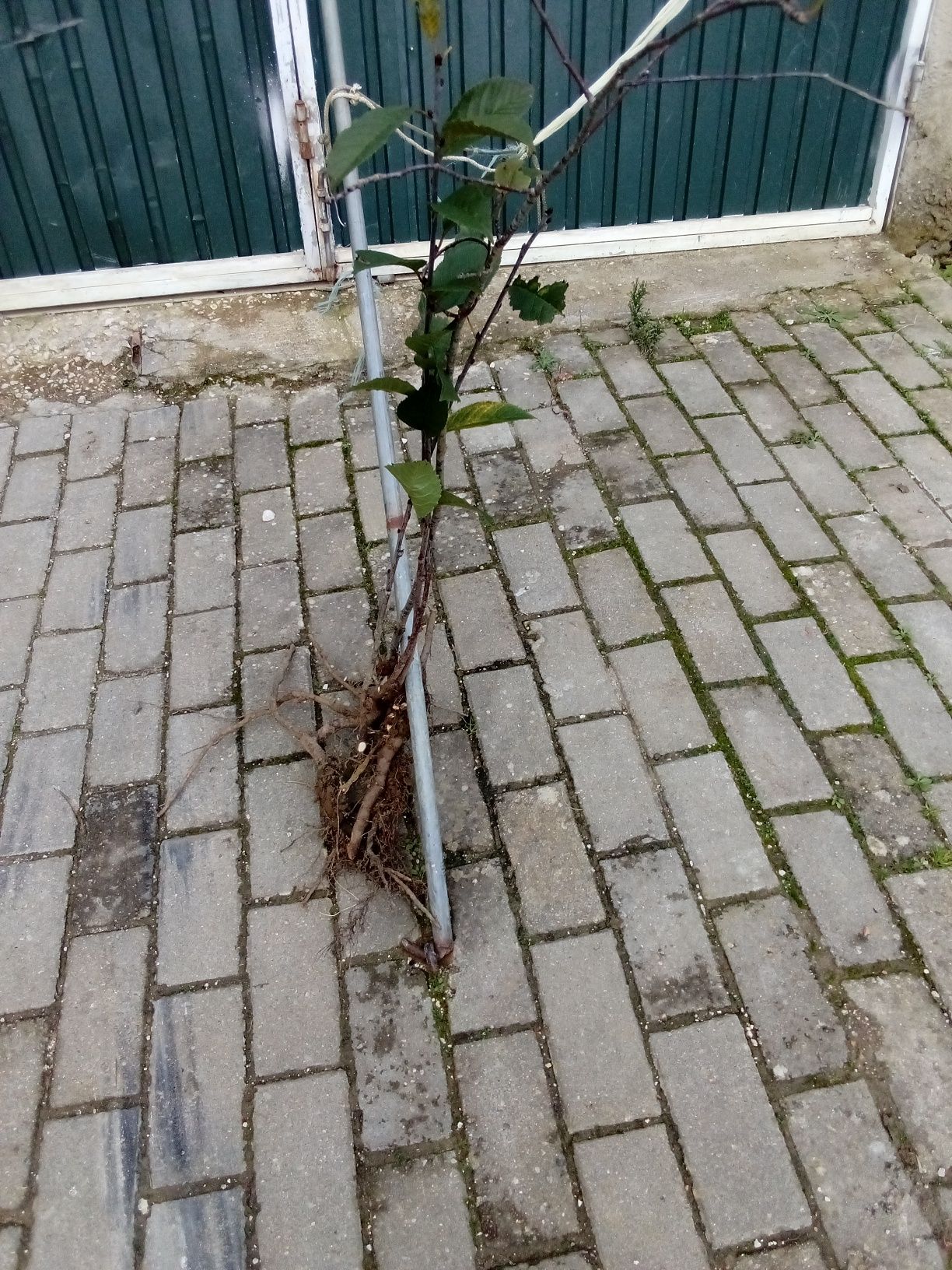 Planta de ginjeiraa bem enraizada