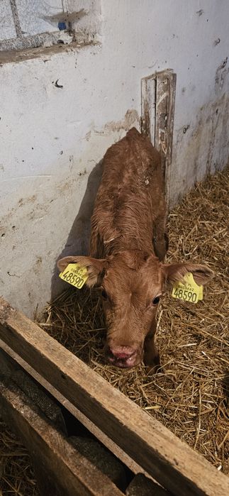 Byczki 3szt mięsne ho