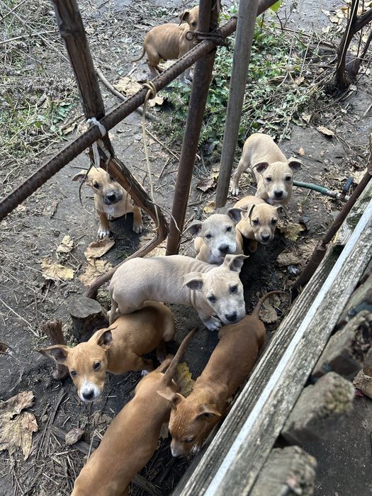 Щенки Стафорда за символическую цену