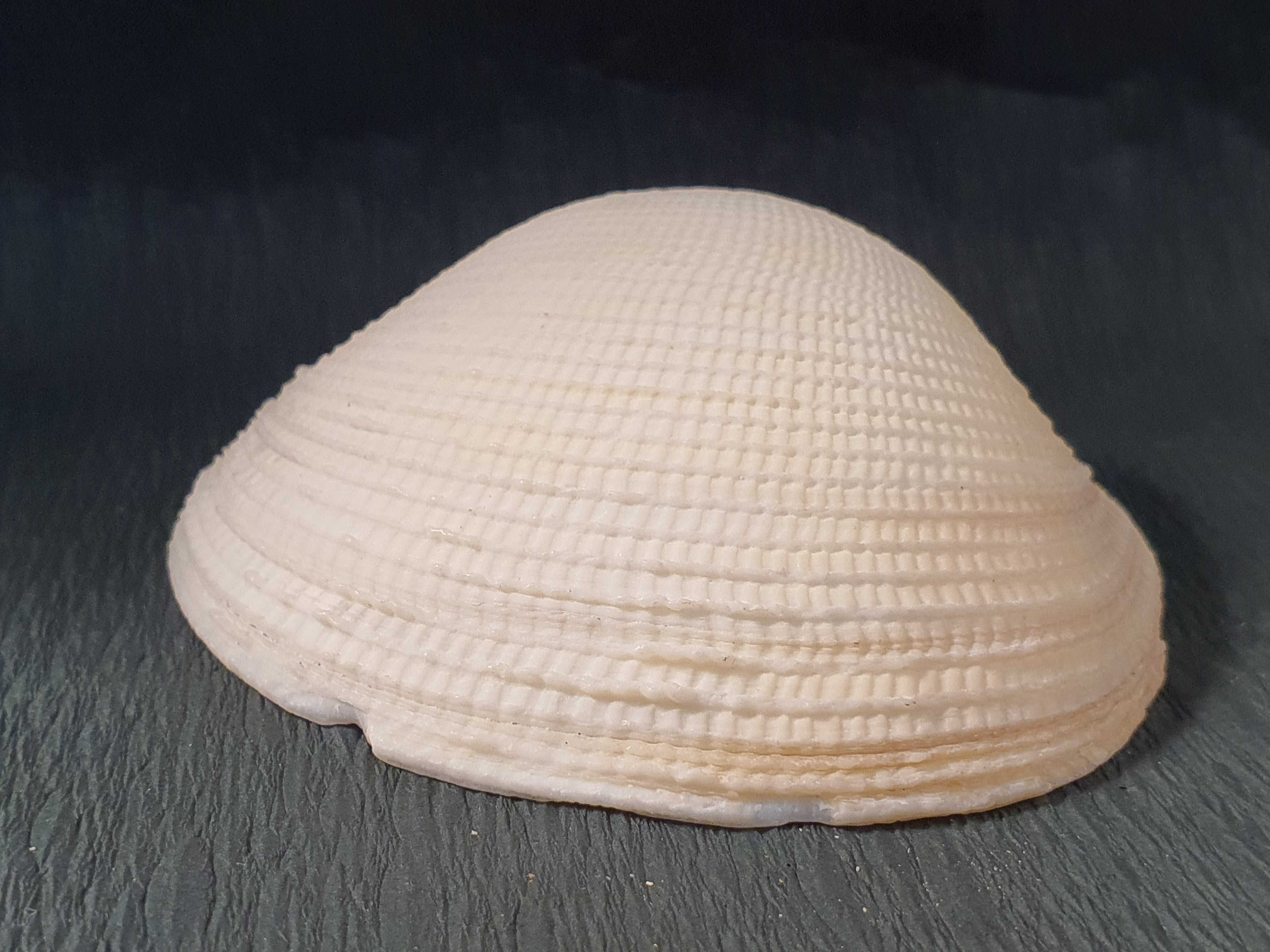 Muszla morska o wymiarach 75 x 65 x 20 mm (nr 42)