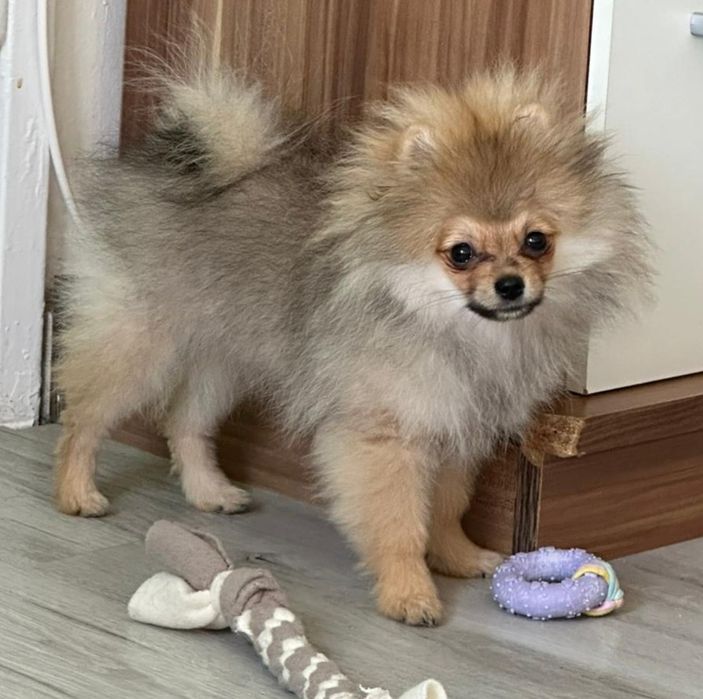 Piesek szpic miniaturowy pomeranian ZKwP FCI orange sable