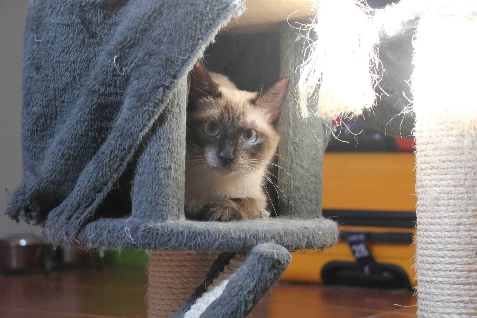 ESTERILIZADA | Gata juvenil, vacinada, FIV (-) e FELV (-) para adoção