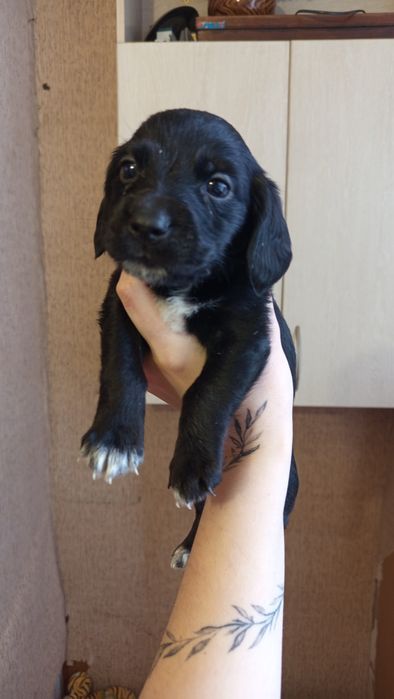 Щеночки от спаниеля