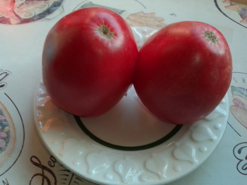 Насіння помідорів семена томатов