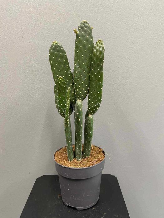 Cactus Opuntia rubescens Opuncja