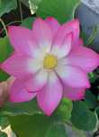 Nenúfar Lotus Nelumbo - plantas de lago