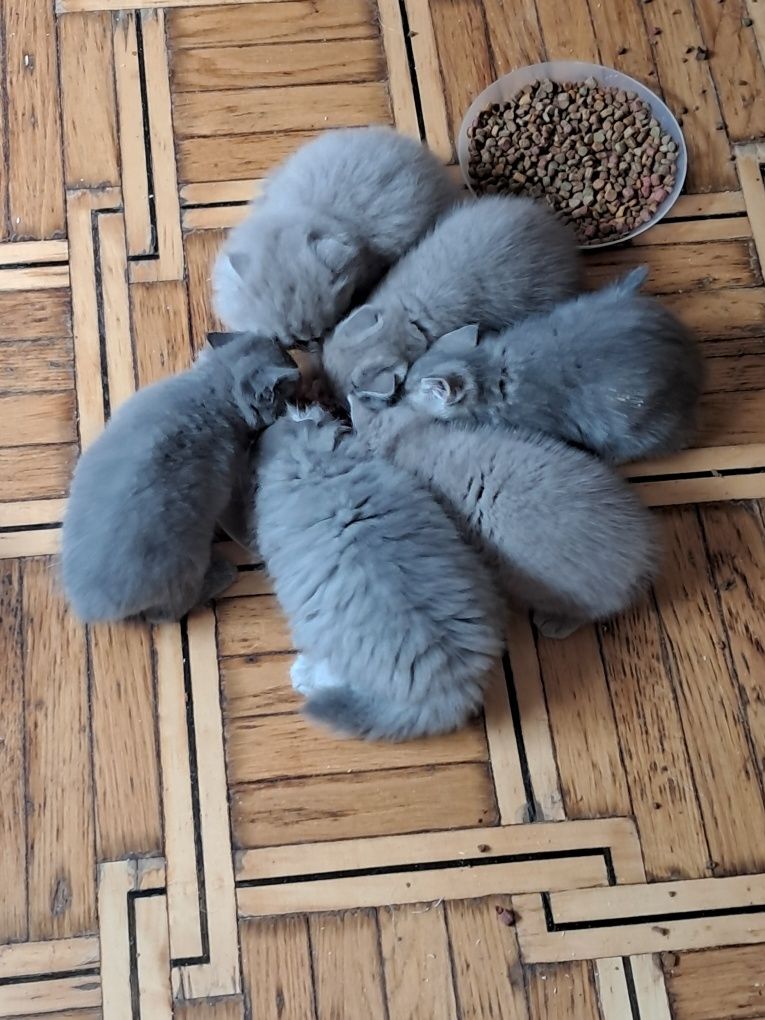 Kotki brytyjskie gotowe na zmianę domu