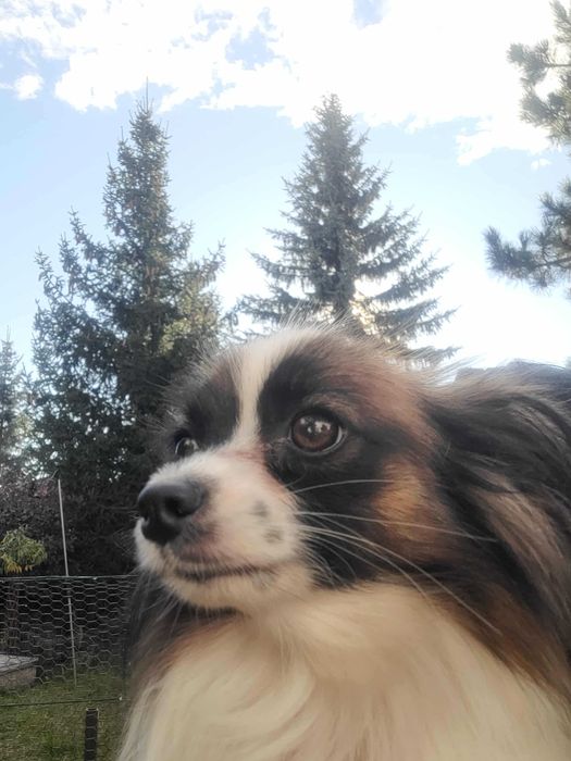 Dwie dorosłe suki Papillon FCI