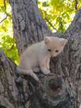 Кошеня безкоштовно