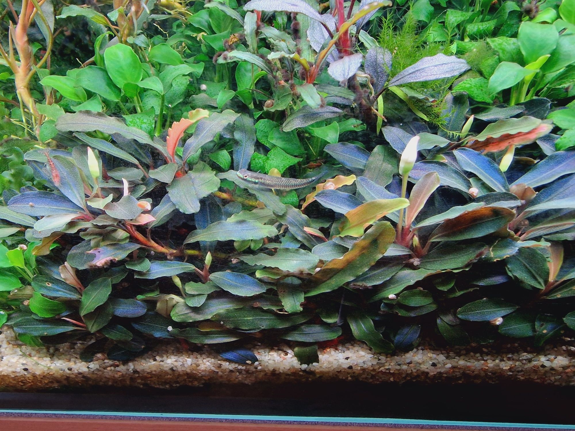 Bucephalandra rożne 4 odmiany - 10szt. Sadzonek