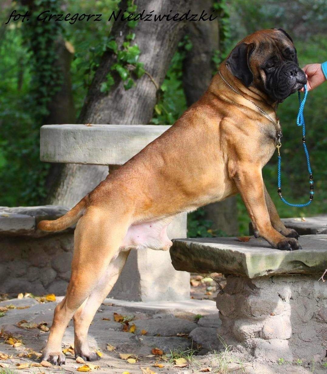 Bullmastiff - zapowiedź szczeniąt