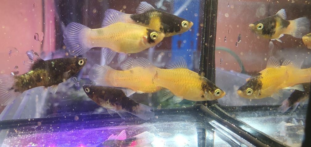 Platki tuxedo i bumble