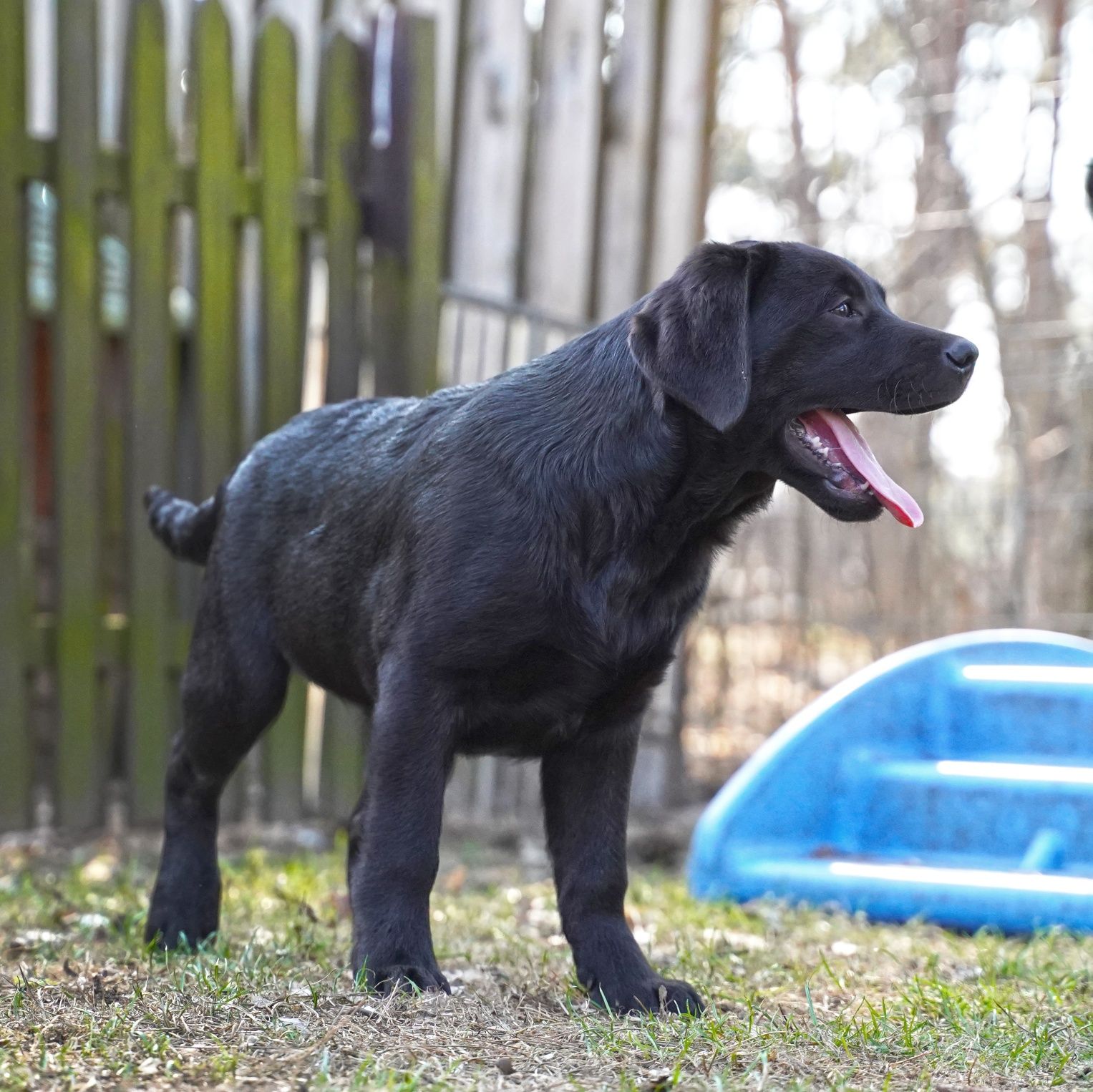 Labrador retriever czarny piesek  Zkwp gotowy do odbioru