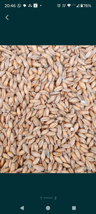 Sprzedam pszenżyto BELCANTO czyszczone