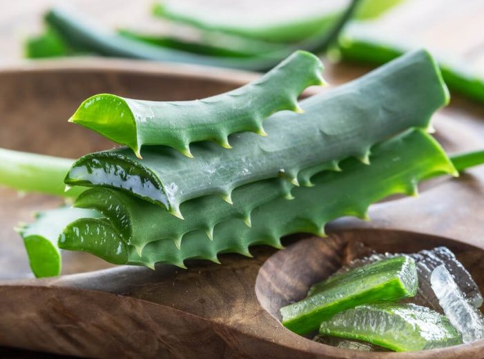 SADZONKA Aloesu - Sprzedam!!!