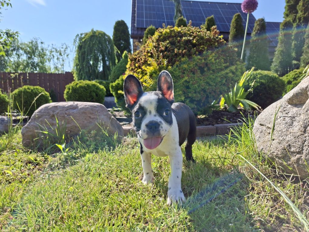 Buldog francuski - Amanda