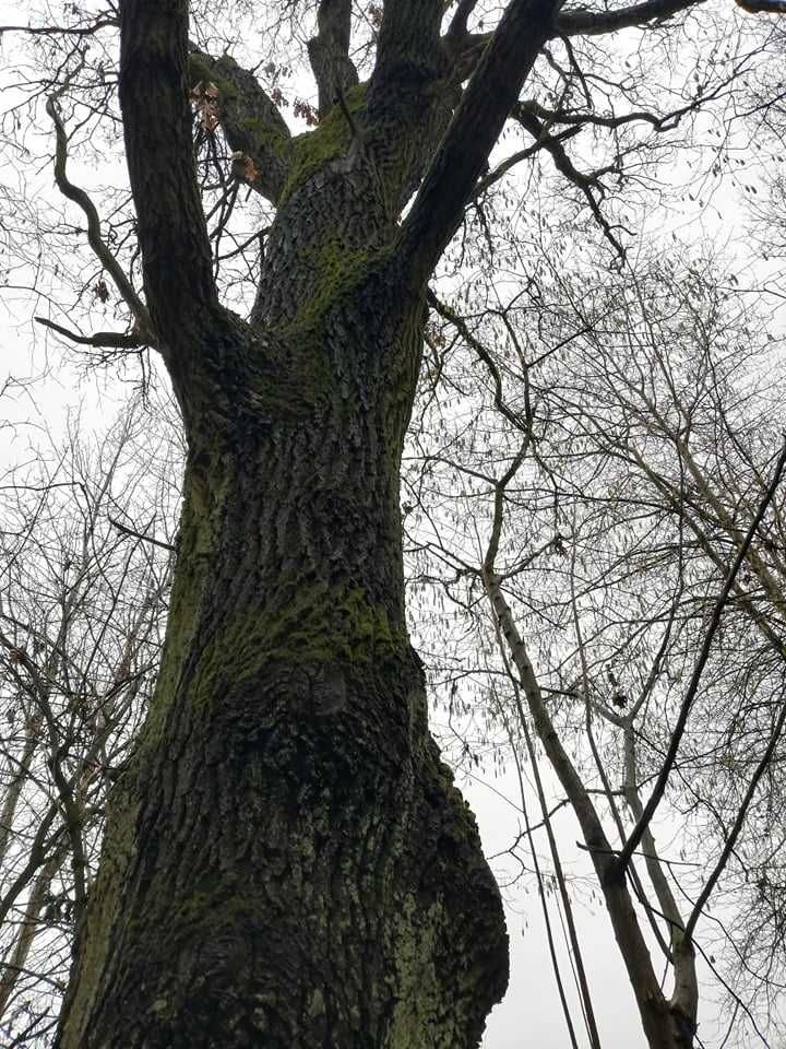 Dąb , Jesion kłoda dębowa