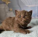British Shorthair chocolate com Lop