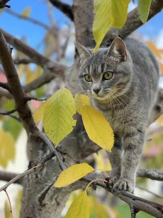 Котеня шукають сімʼю